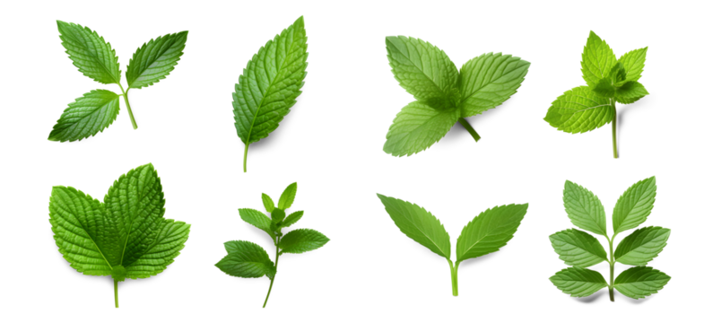 Assortment of aromatic mint leaves, and branches, with various arrangements against a transparent backdrop, ideal for culinary, beverage, herbal tea, or aromatic design elements. Generative AI