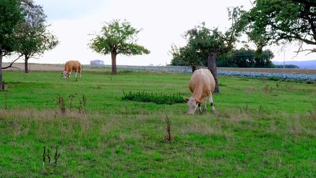 one brown polled cow grazes in a meadow, chews grass in meadow, pastures on sunny day, meat and dairy industry concept, ecology, problem of greenhouse gases methane, food production
