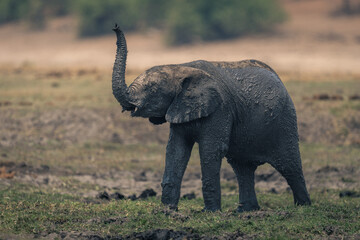 Muddy baby African elephant stands lifting trunk