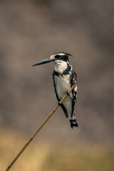 Pied kingfisher with catchlight on slim branch