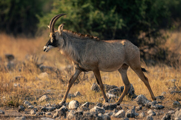 Roan antelope crosses rocky ground in sunshine