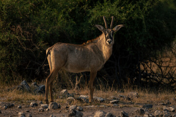 Roan antelope stands near bushes watching camera