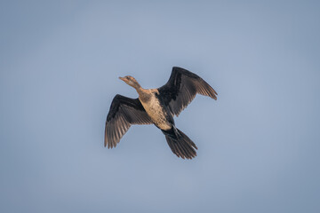 Reed cormorant glides through perfect blue sky