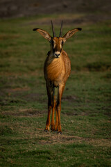 Roan antelope stands facing camera on floodplain