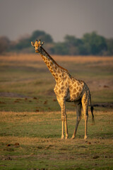 Southern giraffe stands on plain watching camera