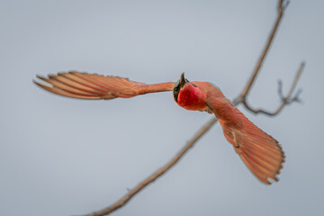 Southern carmine bee-eater flies from thin branch