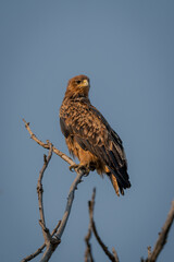 Tawny eagle on branch beneath blue sky