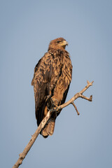 Tawny eagle on forked branch with catchlight