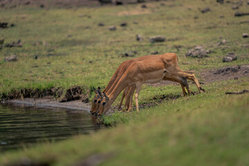 Three female common impalas drink from river