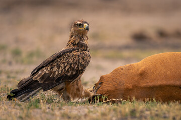 Tawny eagle stands by common impala carcase