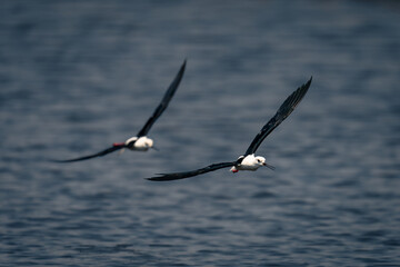 Two black-winged stilts cross river in formation