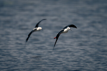 Fototapeta na wymiar Two black-winged stilts fly along calm river