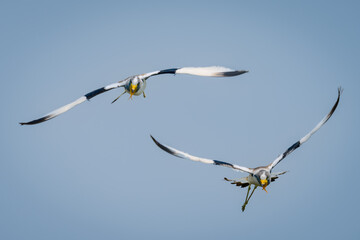 Two white-crowned lapwings fly under blue sky
