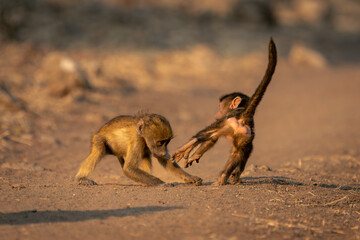 Two baby chacma baboons play in sand