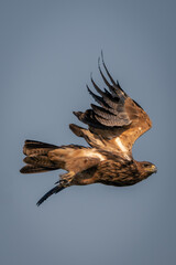 Tawny eagle flies through perfect blue sky