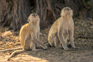 Two vervet monkeys sit looking up tree