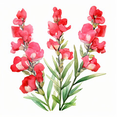 Watercolor Snapdragons isolated on white background
