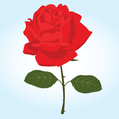Red rose flower vector illustration