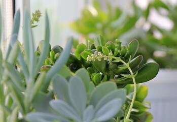 Leaves of different succulents on a blurry background