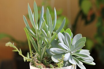 Leaves of different succulents on a blurry background