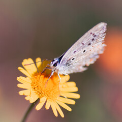 Papillon sur fleur jaune 