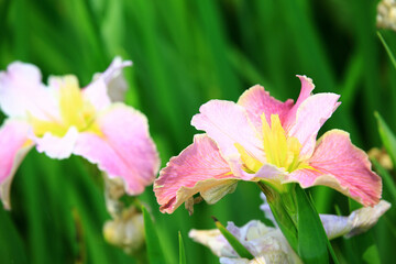 blooming Iris or Flag or Gladdon or Fleur-de-lis flowers,white with pink Iris flowers blooming in the garden 
