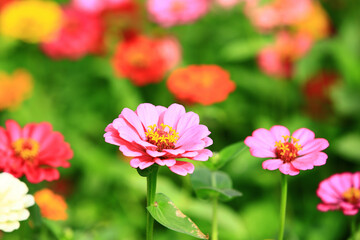 Obraz premium colorful Zinnia or Youth-and-old-age flowers blooming in the garden 