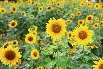 Scenery of yellow Sunflowers blooming in the garden with green leaves 
