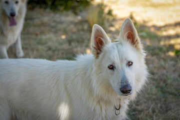 chien Berger Suisse blanc, en gros plan