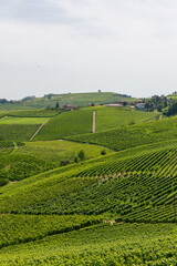 Morning light over the wineyards around Neive in Piedmonte Italy