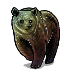 brown bear