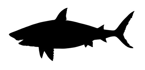 silhouette of a shark. Great white shark killer side view illustration. Megalodon shark isolate realistic monster from the depths.