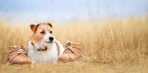 Cute happy dog smiling in the grass with shoes. Puppy training or travel, walking, hiking banner.