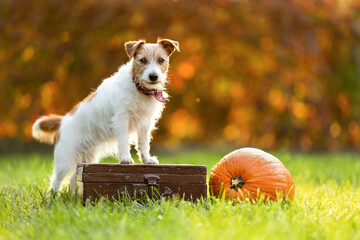 Cute dog standing on a suitcase next to a pumpkin in autumn. Halloween, happy thanksgiving day or fall background.