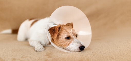 Healthy recovering dog resting on the sofa after spaying surgery and wearing funnel collar at home.