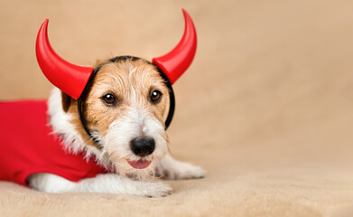 Cute funny happy halloween party dog in devil costume. Holiday background, banner with copy space.