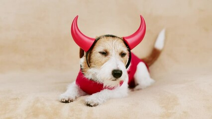 Cute funny pet dog wearing spooky halloween party red devil costume