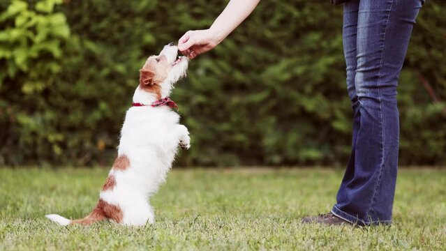 Cute funny jack russell terrier pet dog looking at her owner and begging for snack treats. Positive puppy training and tricks.