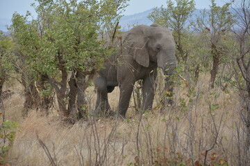 Fototapeta premium African elephant strolling in the Kruger National Park South Africa.
