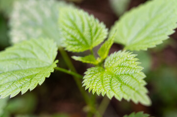 Fototapeta na wymiar Nettle plants and leaves photographed up close. Priority and quality of nettle. 