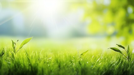 Obraz premium Spring summer background with frame of grass and leaves on nature. Juicy lush green grass on meadow in morning sunny light outdoors, copy space, soft focus, defocus background.
