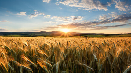 champs de blé mûr au soleil couchant - obrazy, fototapety, plakaty