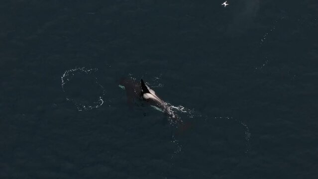 From above, an aerial view captures orcas engaged in herring feeding off the coast of northern Norway.