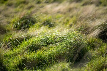 long native grasses on a regenerative agricultural farm. pasture in a grassland in the bush in australia in spring in australia