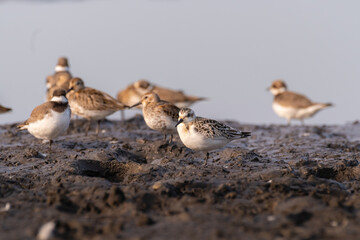Group of seashore birds at the sunrise
