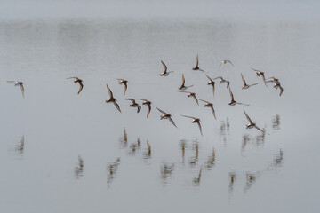 birds in flight above the water