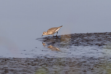 Little ringed plover
