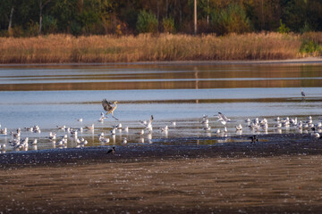 Grey heron landing between flock of birds