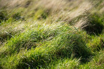 long native grasses on a regenerative agricultural farm. pasture in a grassland in the bush in australia in spring in australia