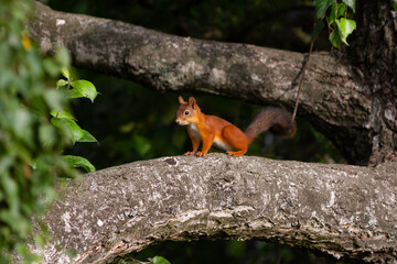 squirrel on a tree